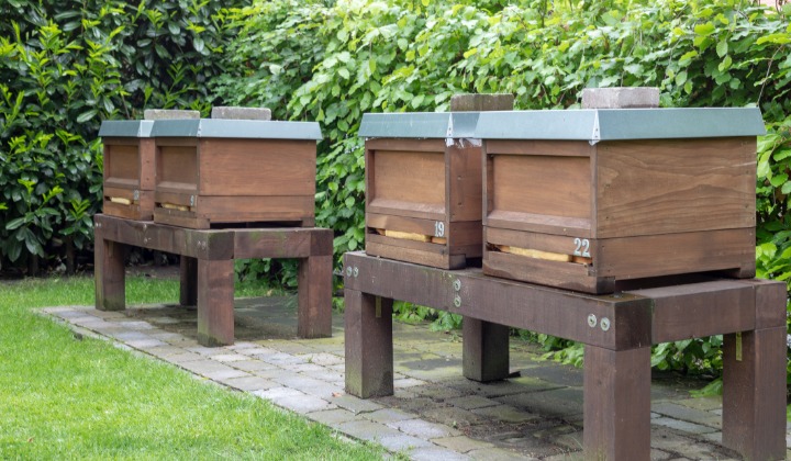 Thriving Hives! Earth Day is April 22nd. | The Sarkis Team  Douglas Elliman
